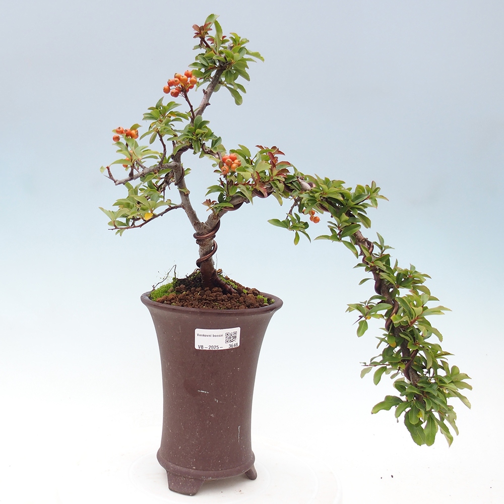Kültéri bonsai-Pyracantha Teton - Hlox