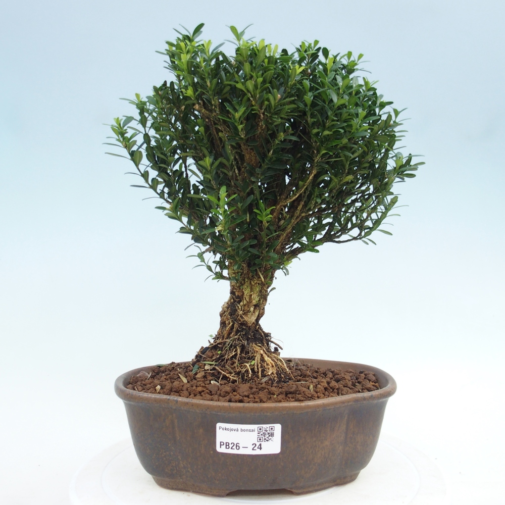 Szobai bonsai - Buxus harlandii - parafa buxus