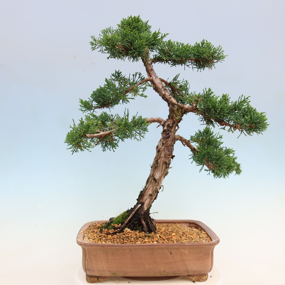 Kültéri bonsai - Juniperus chinensis Kishu