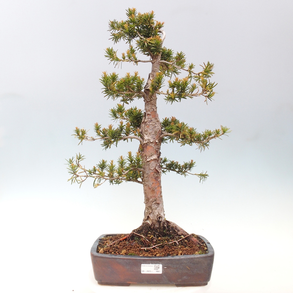 Kültéri bonsai - Taxus cuspidata - japán tiszafa