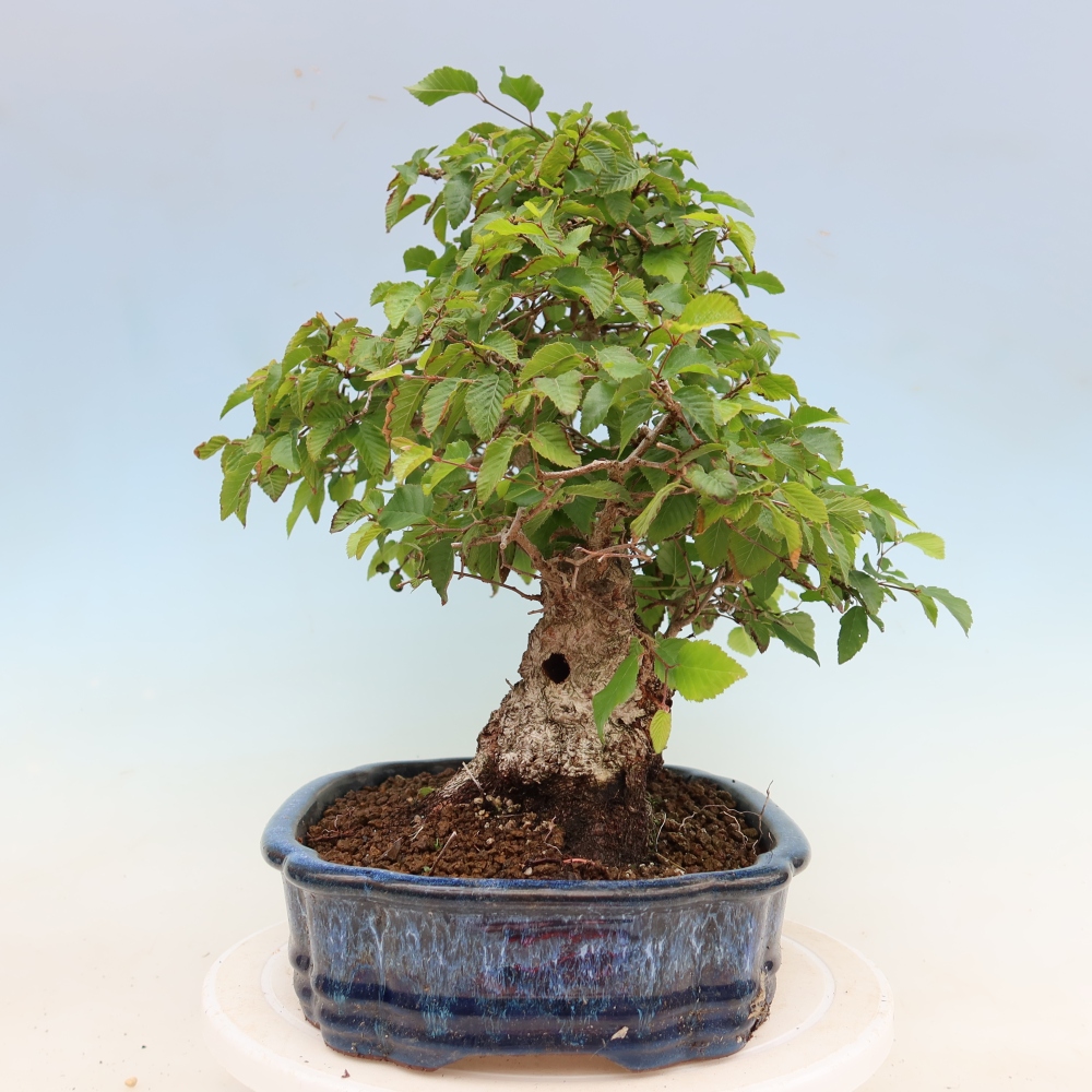 Kültéri bonsai -Carpinus Coreana - Koreai gyertyánfa