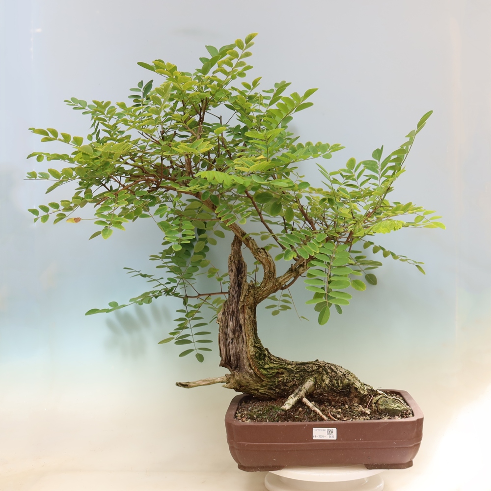 Kültéri bonsai - Tüskés akác - Robinia pseudoacacia