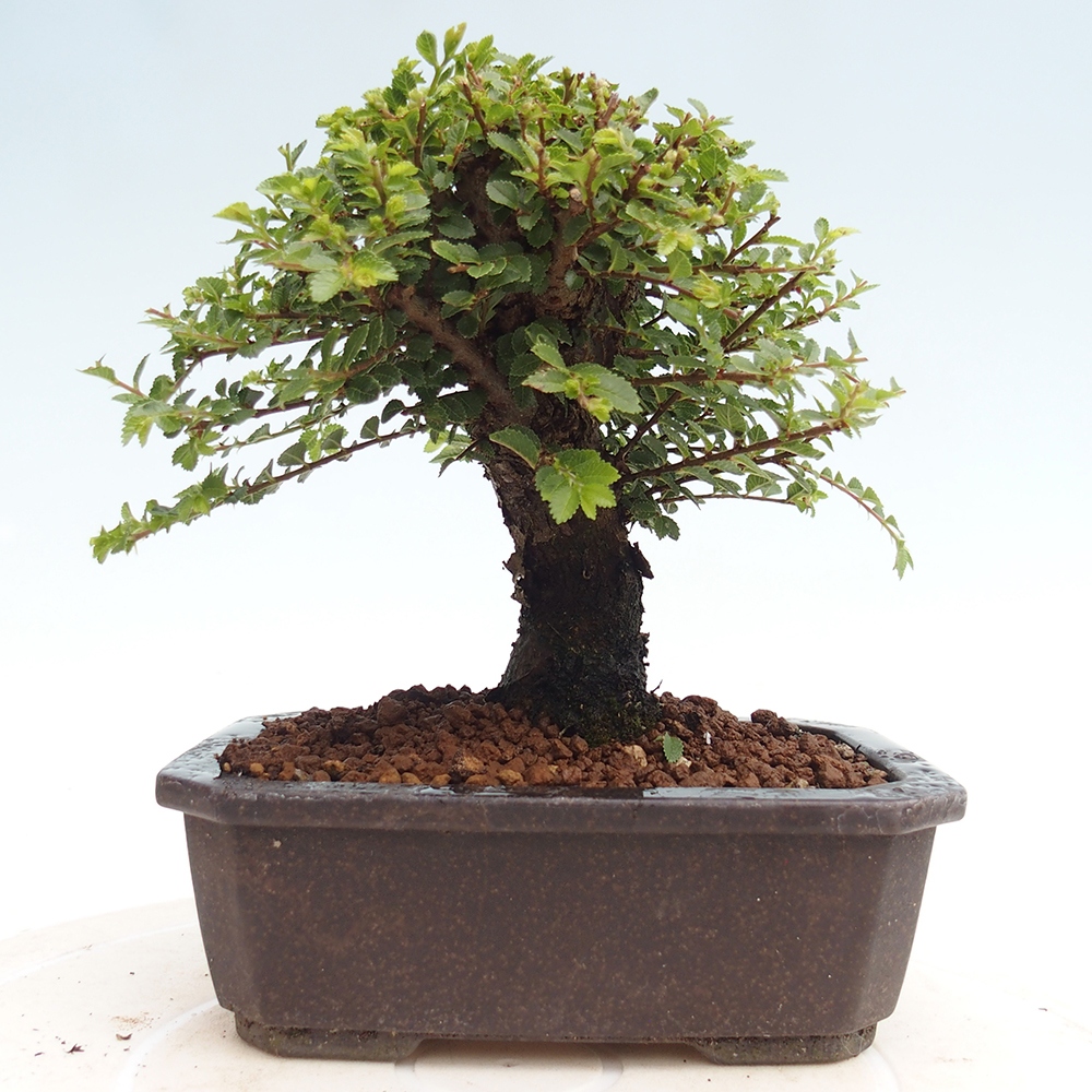 Kültéri bonsai - Ulmus parvifolia Hokkaido - Kínai szil - Ulmus parvifolia Hokkaido