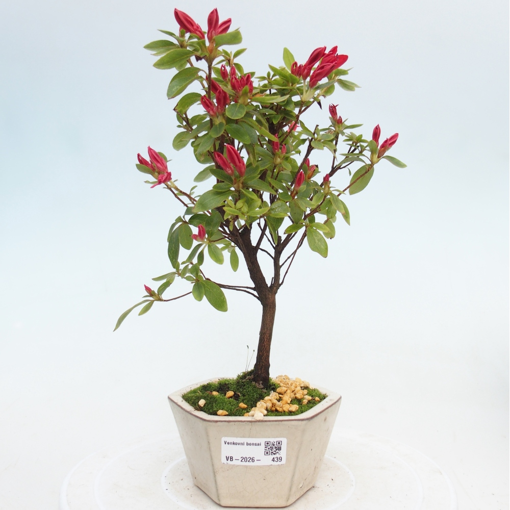Kültéri bonsai - japán azálea - Azalea sp.