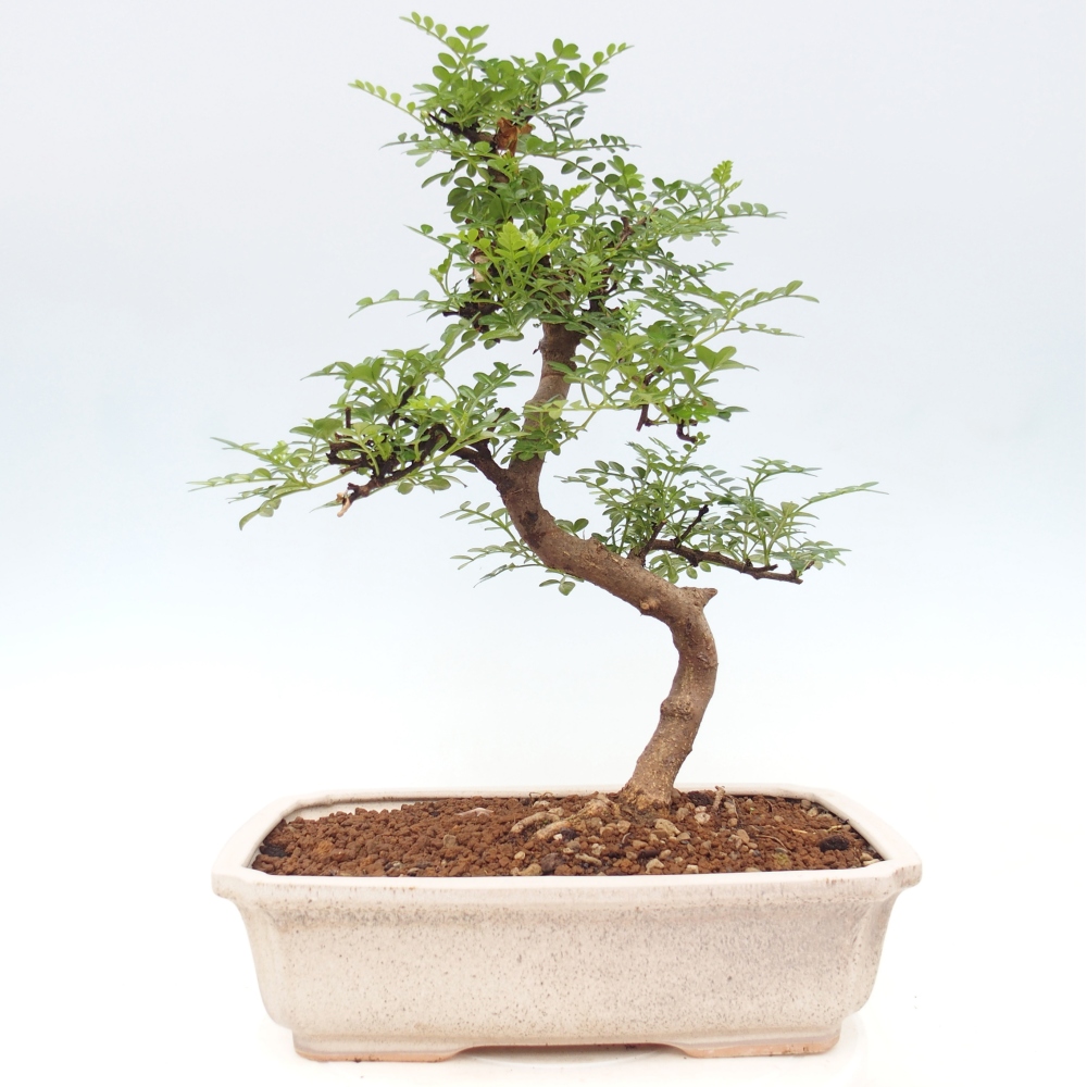 Szobai bonsai - Zantoxylum piperitum - borsfa