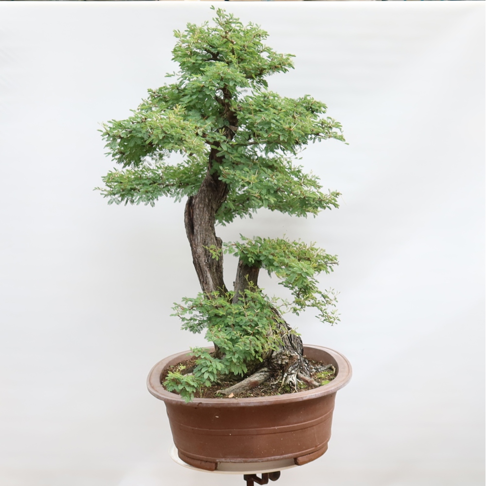 Szobai bonsai - Acacias Arabica