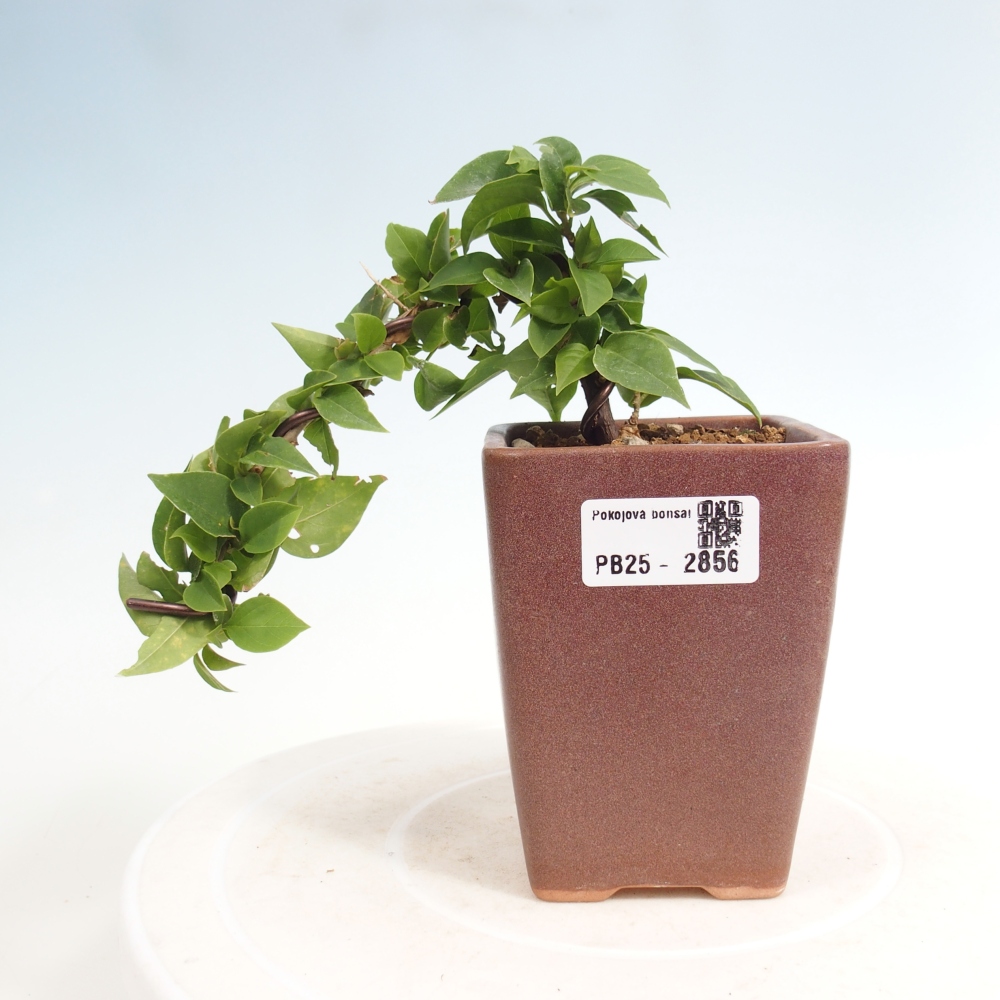 Szoba bonsai - Bouganwilea
