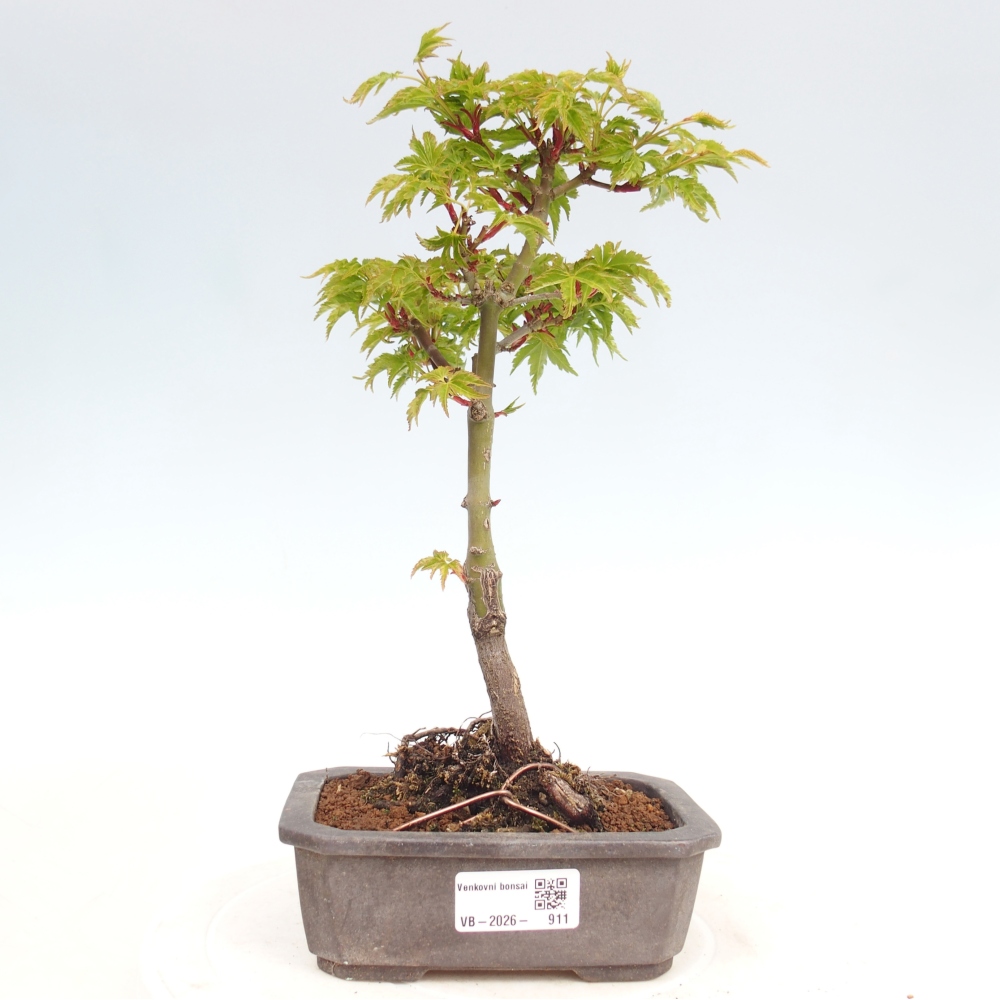 Kültéri bonsai -Javor kis levelű SHISHIGASHIRA