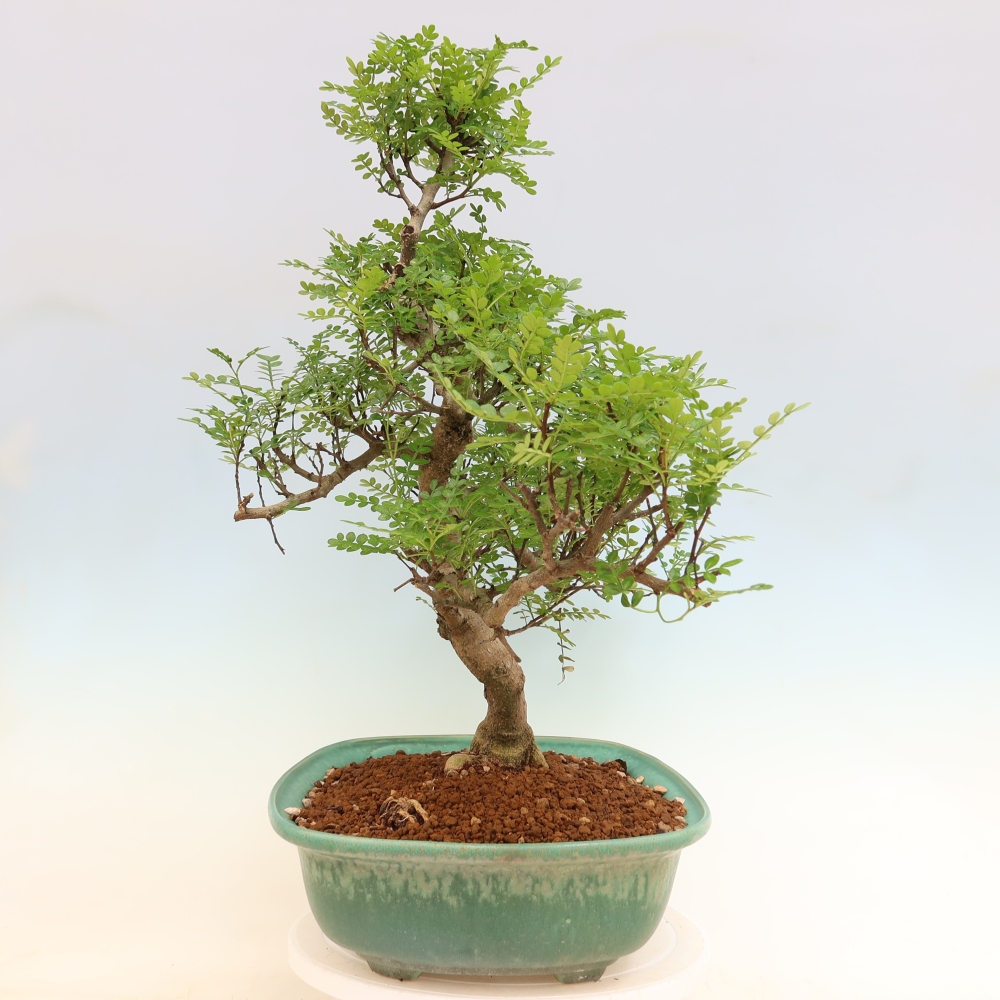 Szobai bonsai - Zantoxylum piperitum - borsfa