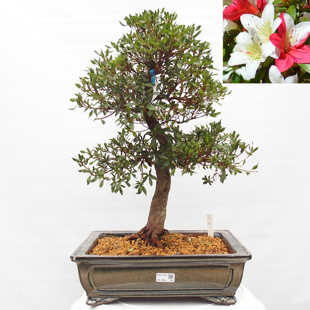 Kültéri bonsai - japán azálea - Azálea CHIHIRO