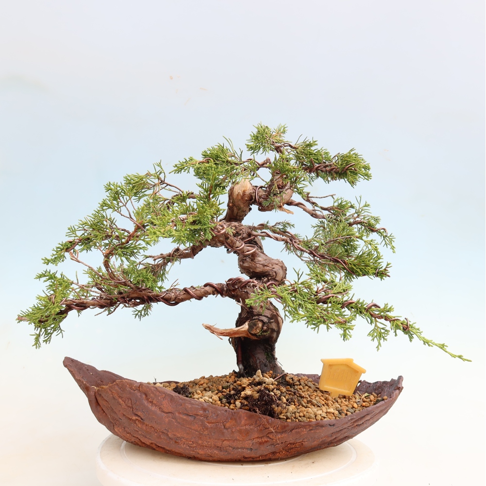 Kültéri bonsai - Juniperus chinensis Itoigawa-Juniperus chinensis