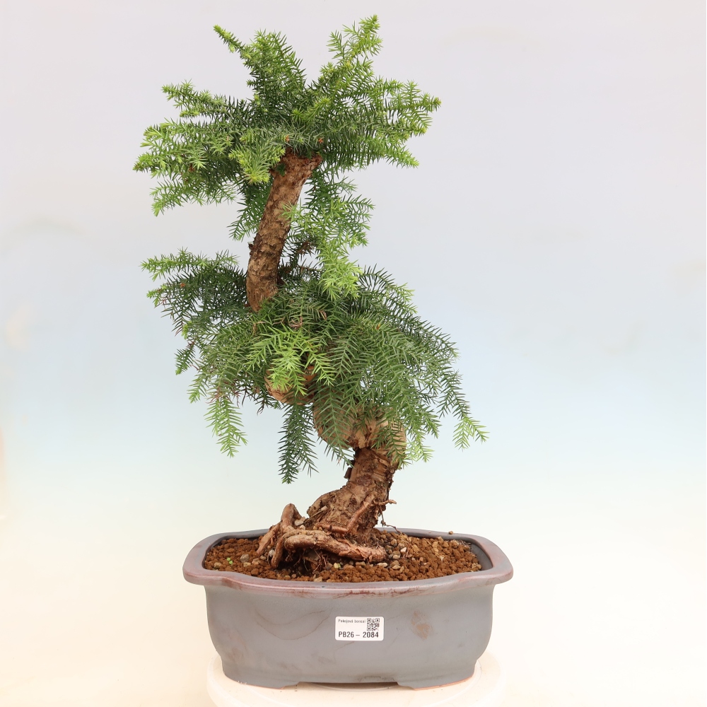 Szobai bonsai - Araucaria - szobai lucfenyő