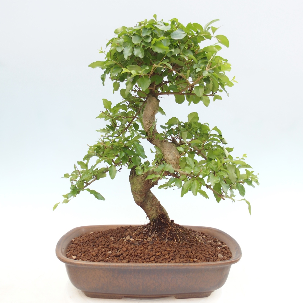 Szobai bonsai -Ligustrum chinensis - Madárcsőr