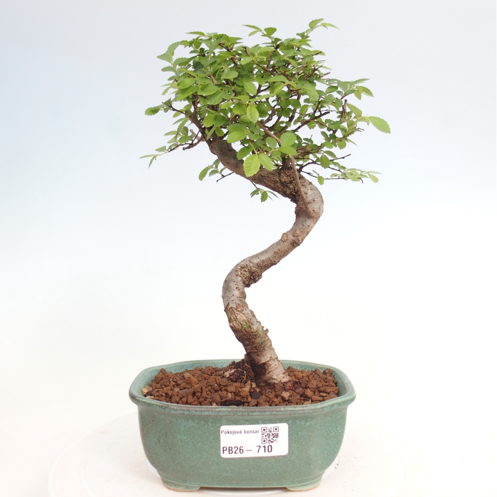 Szobai bonsai - Ulmus parvifolia - Kislevelű szilfa