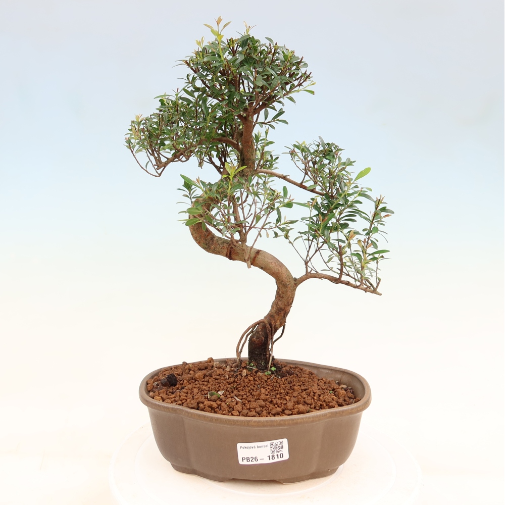 Szobai bonsai - Syzygium - Pimento