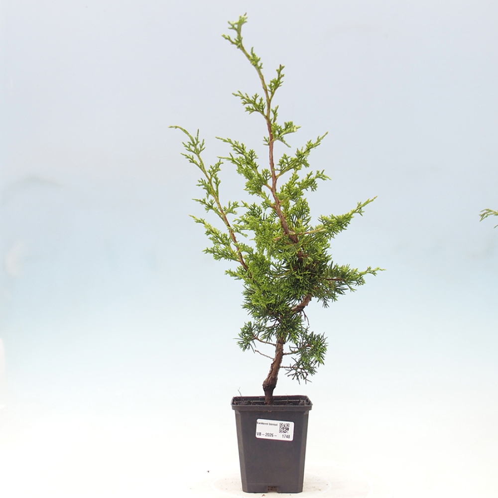 Kültéri bonsai - Juniperus chinensis Itoigawa