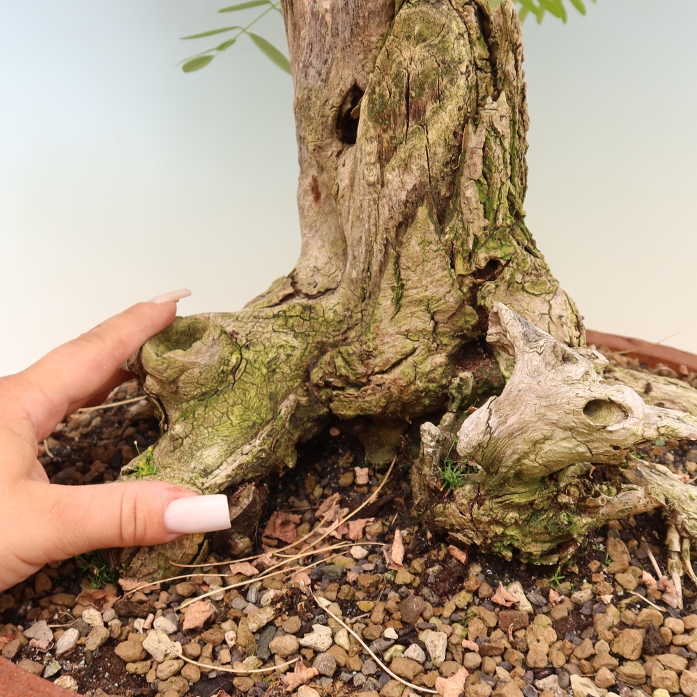 Kültéri bonsai - Tüskés akác - Robinia pseudoacacia
