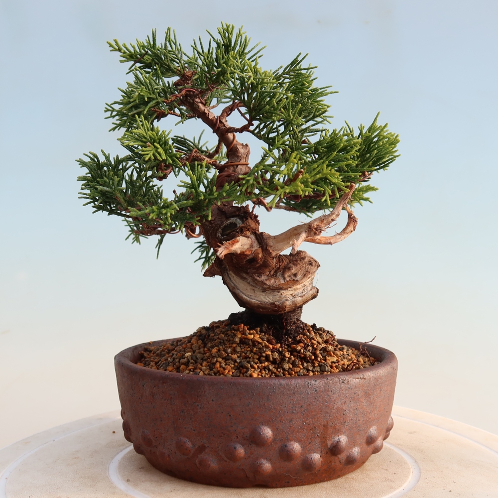 Kültéri bonsai - Juniperus chinensis Itoigawa