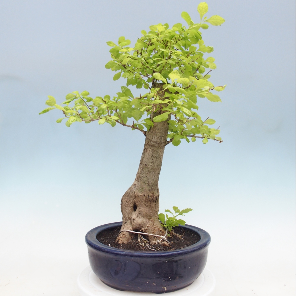 Szobai bonsai - Duranta erecta Aurea