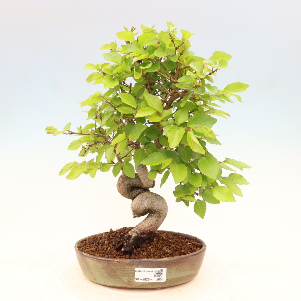 Kültéri bonsai -Carpinus Coreana - Koreai gyertyánfa