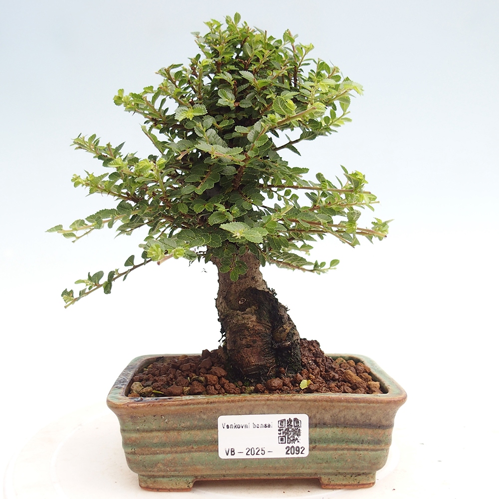 Kültéri bonsai - Ulmus parvifolia Hokkaido - Kínai szil - Ulmus parvifolia Hokkaido