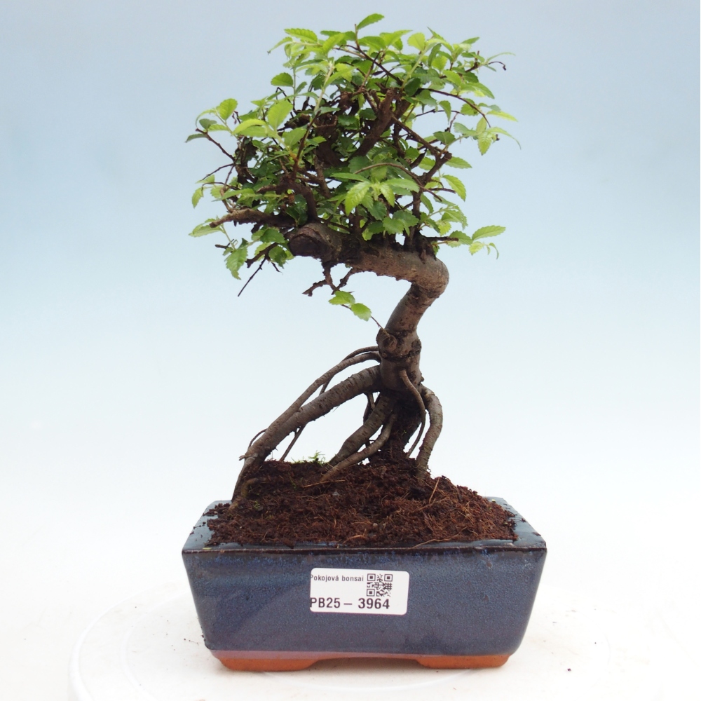 Szobai bonsai - Ulmus parvifolia - Kislevelű szilfa