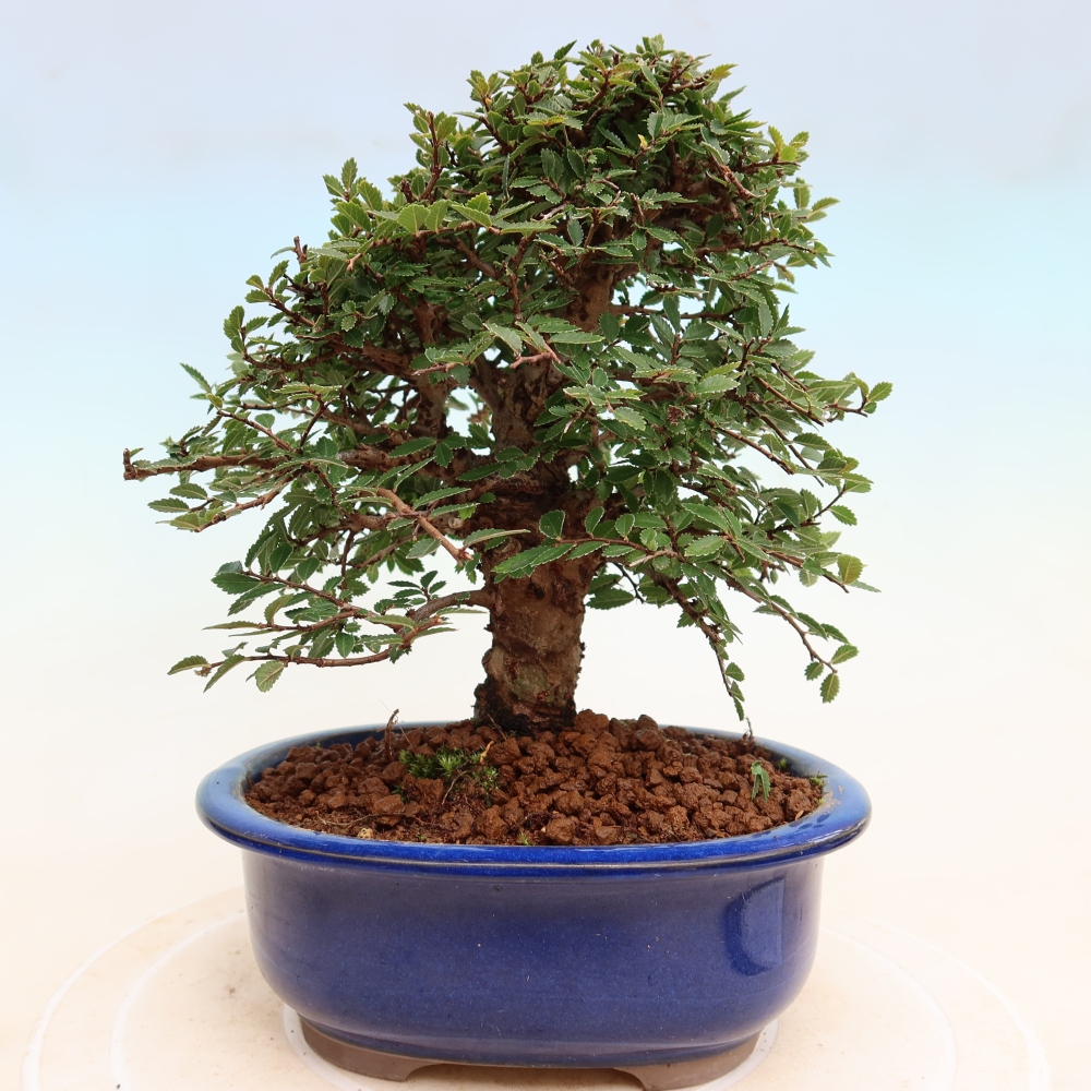 Kültéri bonsai - Zelkova - Zelkova NIRE