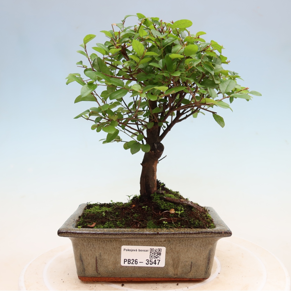 Szobai bonsai - Sageretia thea - Sageretia thea