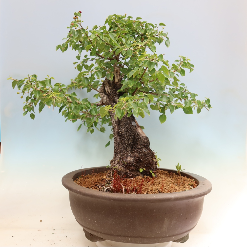 Kültéri bonsai - Mahalebka - Prunus mahaleb - Prunus mahaleb