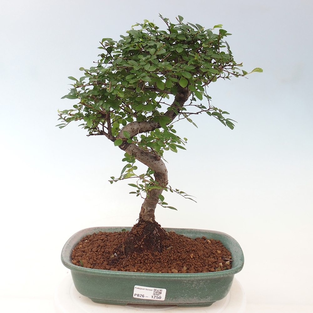 Szobai bonsai - Ulmus parvifolia - Kislevelű szilfa
