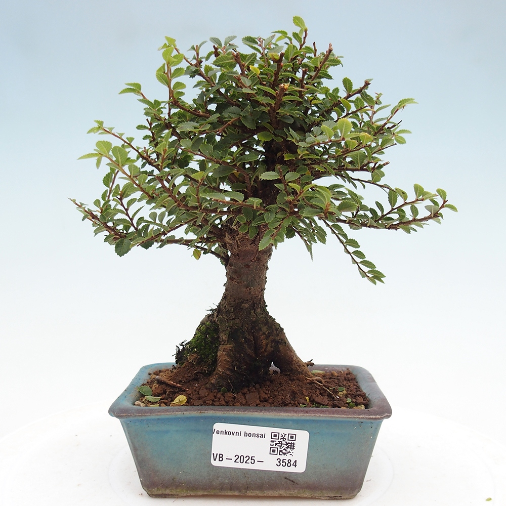 Kültéri bonsai - Ulmus parvifolia Hokkaido - Kínai szil - Ulmus parvifolia Hokkaido