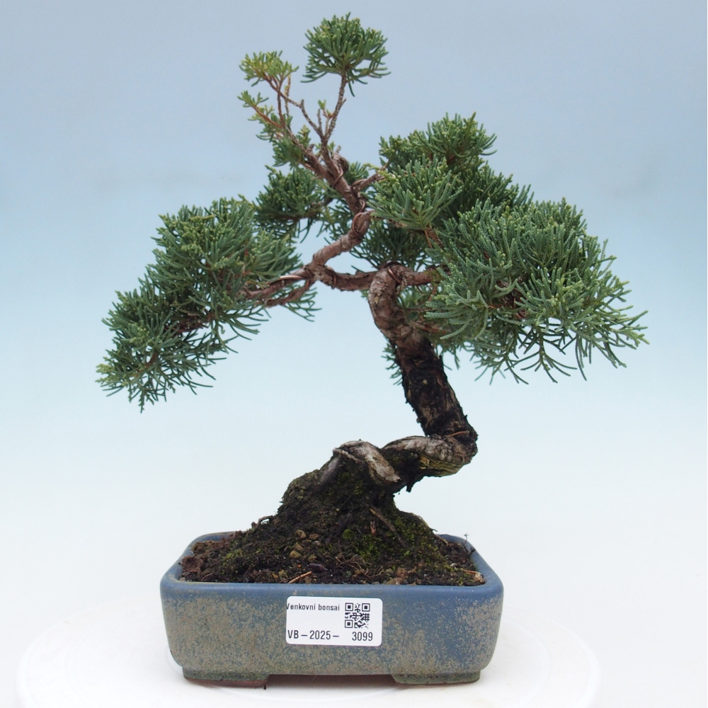 Kültéri bonsai - Juniperus chinensis Kishu