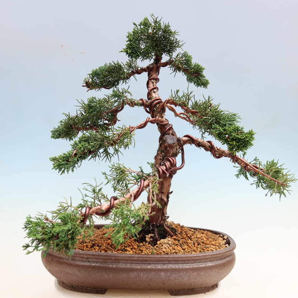 Kültéri bonsai - Juniperus chinensis Kishu