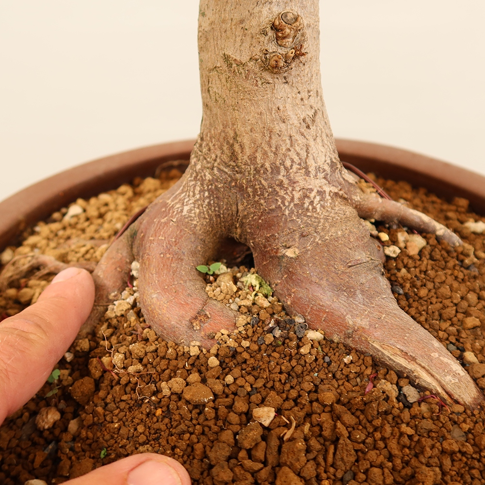 Kültéri bonsai - Maple palmatum - Pálmák
