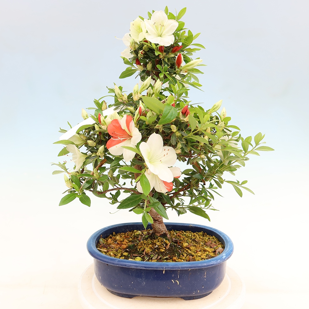 Kültéri bonsai - Japán azálea - Azálea Asahi-no-izumi