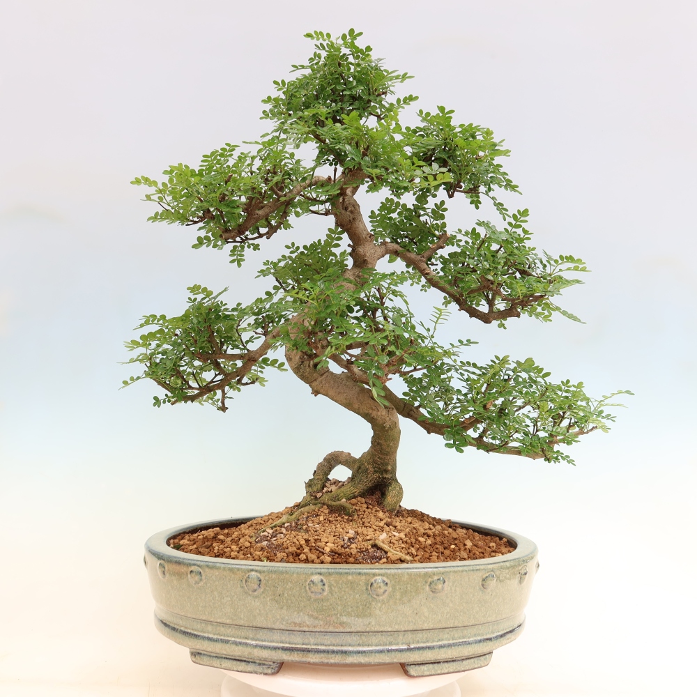 Szobai bonsai - Zantoxylum piperitum - borsfa