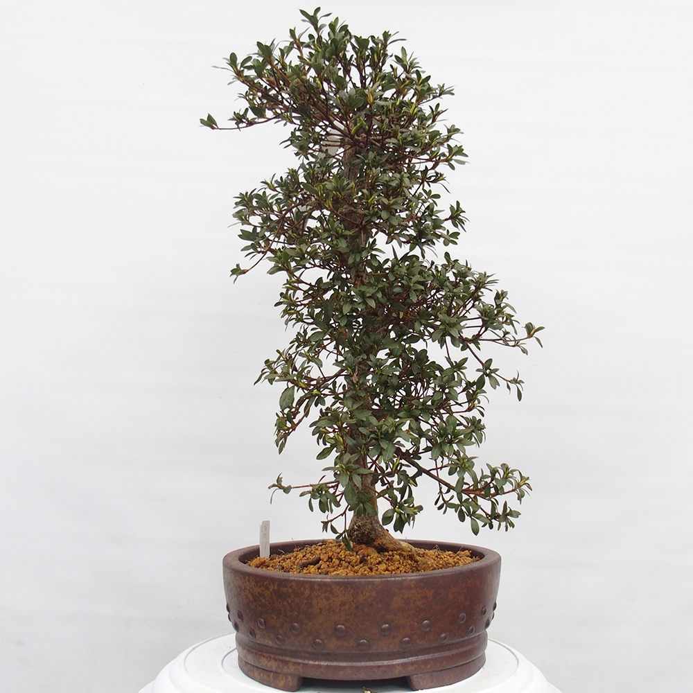 Kültéri bonsai - Japán azálea - Azalea Akari