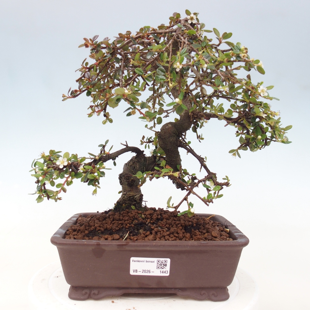 Kültéri bonsai-Cotoneaster dammeri - Damer's Rock