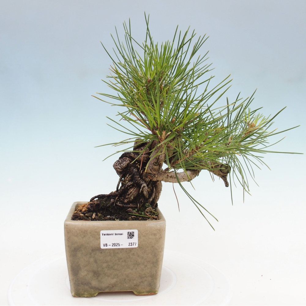 Kültéri bonsai - Pinus thunbergii - Thunberg fenyő