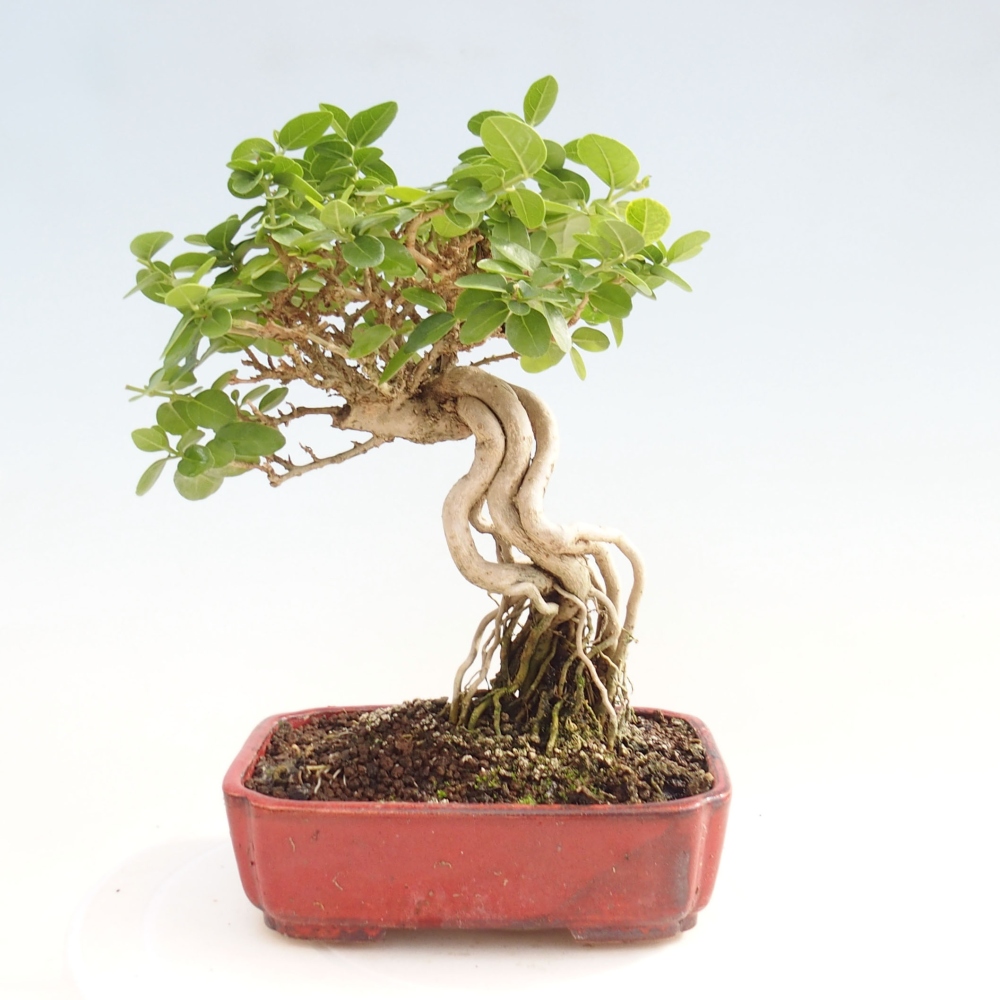 Beltéri bonsai - Premna serratifolia - Kozlovna malolista
