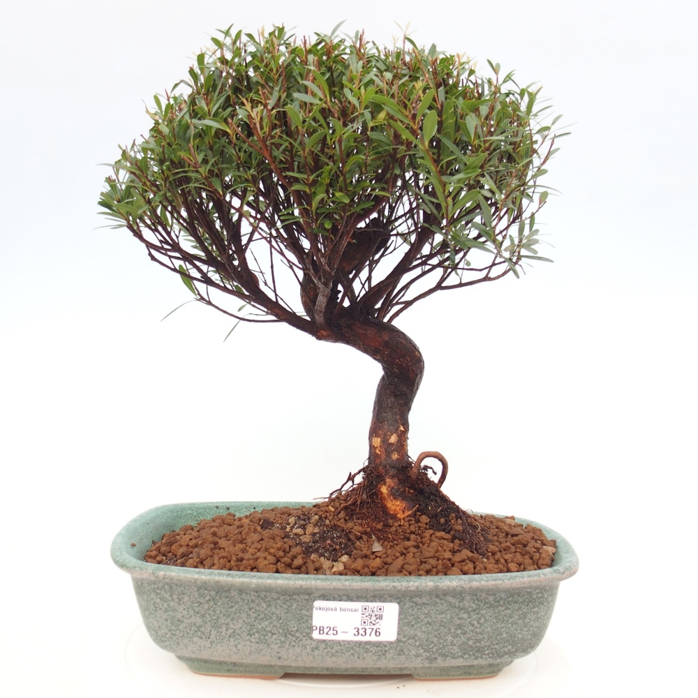 Szobai bonsai - Syzygium - Pimento