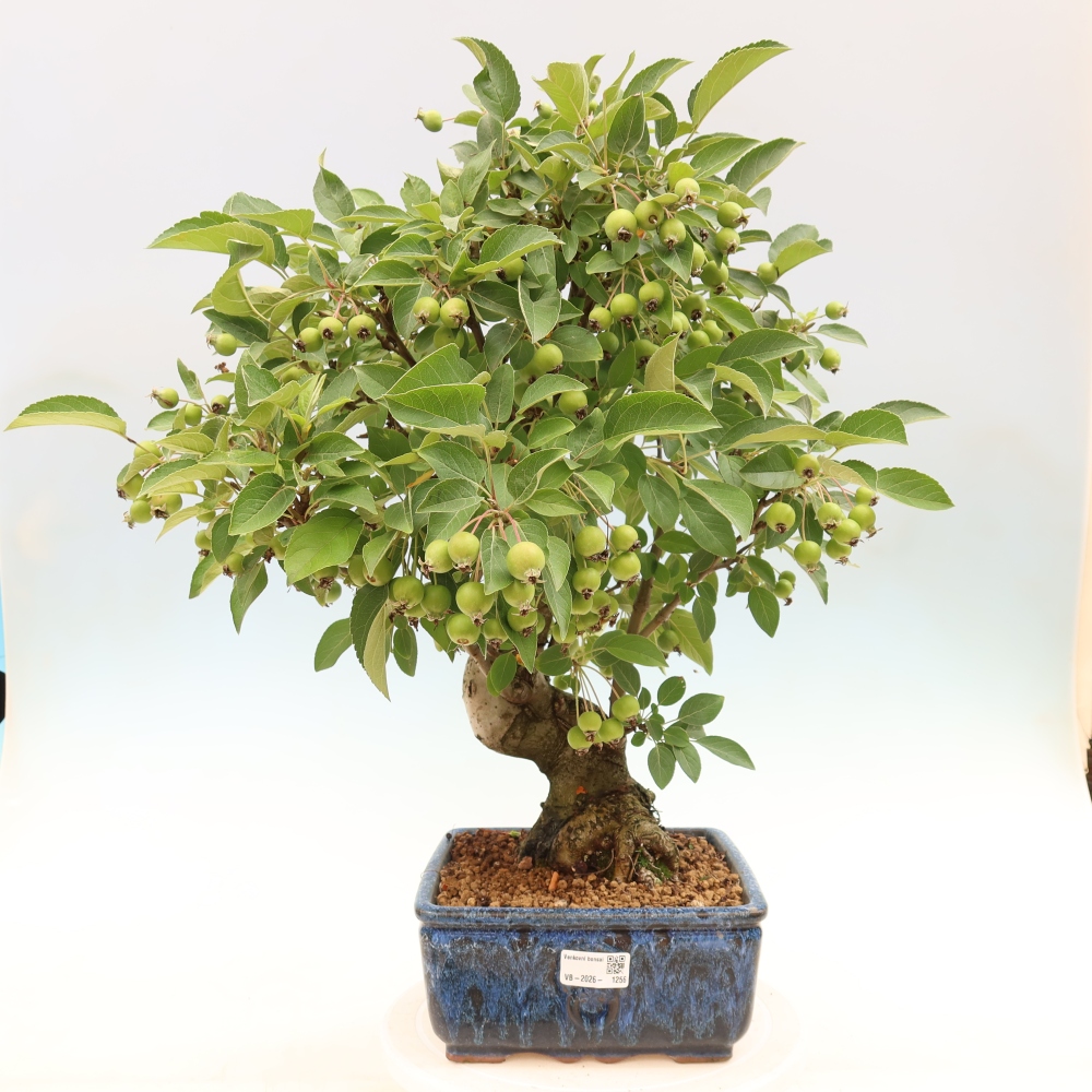 Kültéri bonsai -Malus halliana - Kis gyümölcsű almafa