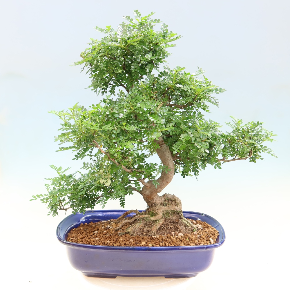 Szobai bonsai - Zantoxylum piperitum - borsfa