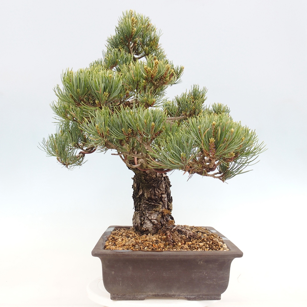 Kültéri bonsai - Pinus parviflora - Pinus parviflora