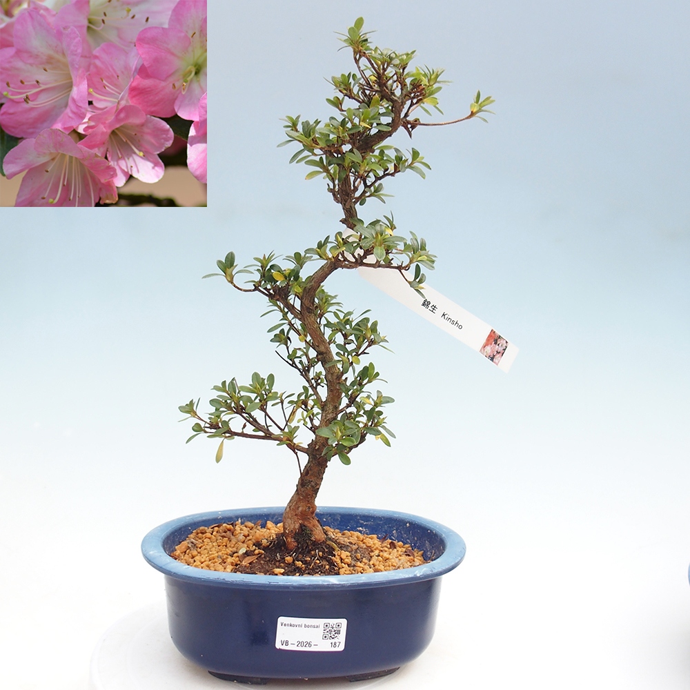 Kültéri bonsai - Japán azálea - Azalea Kinsho