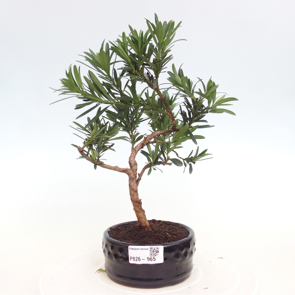 Szobai bonsai - Podocarpus - Kőtiszafa