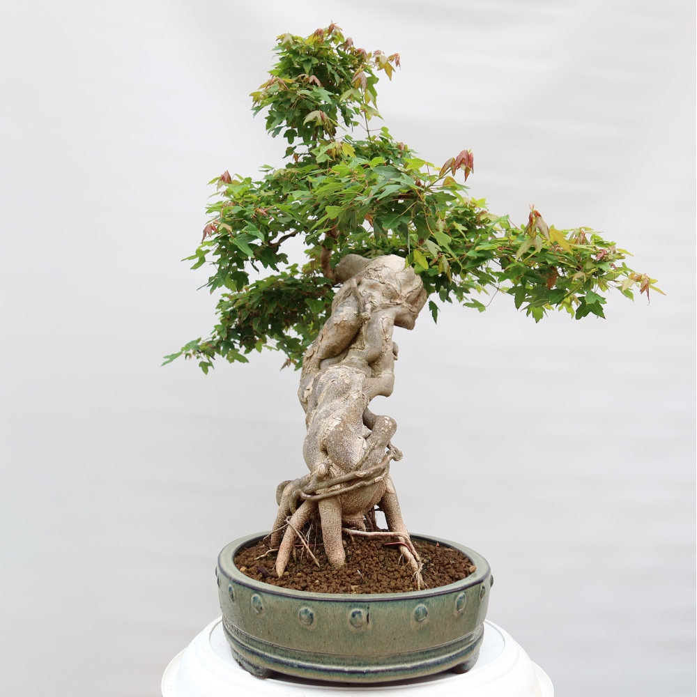Kültéri bonsai - Juhar Burger - Acer Burgerianum
