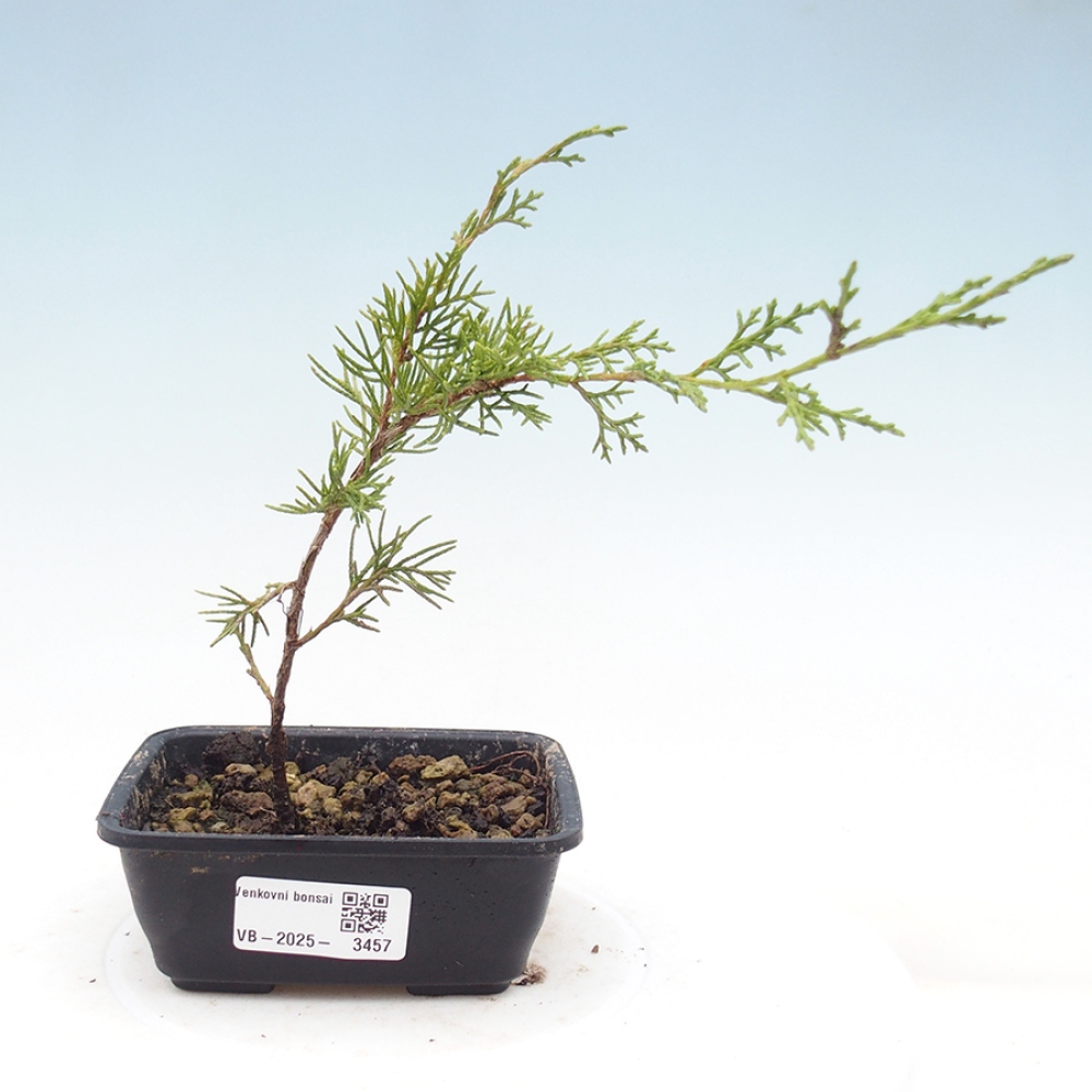 Kültéri bonsai - Juniperus chinensis Itoigawa