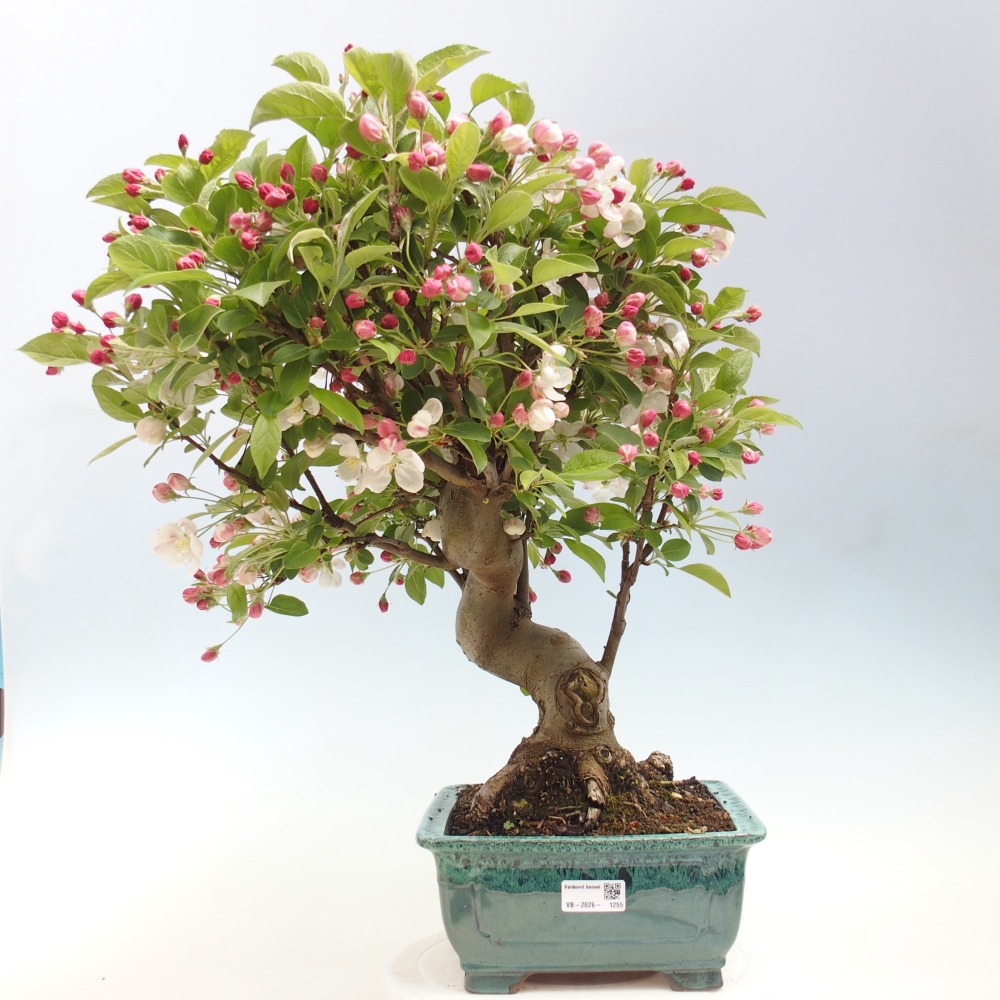 Kültéri bonsai -Malus halliana - Kis gyümölcsű almafa