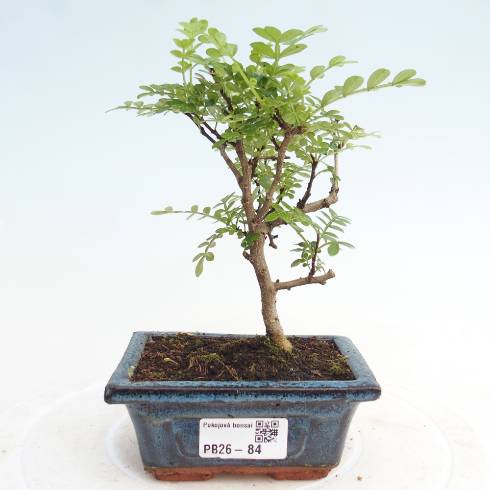 Szobai bonsai - Zantoxylum piperitum - borsfa
